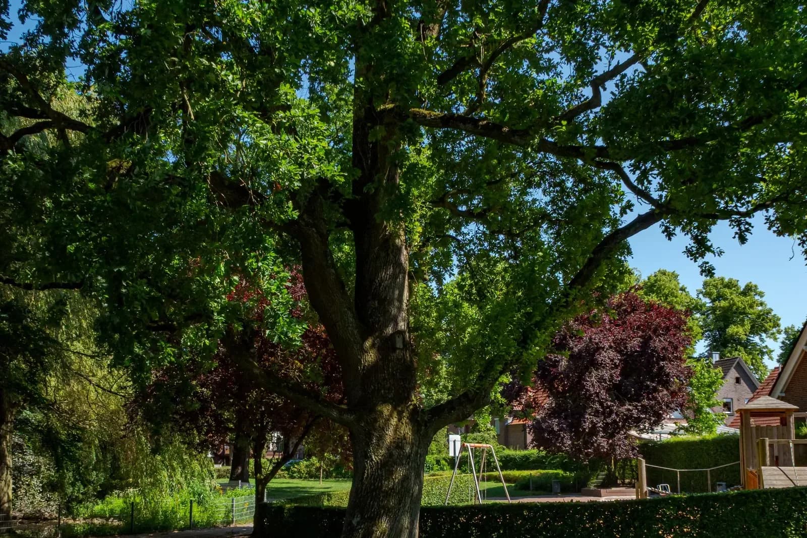 The trunk and wide crown of a mature oak beside a park path, with houses and a play area behind it