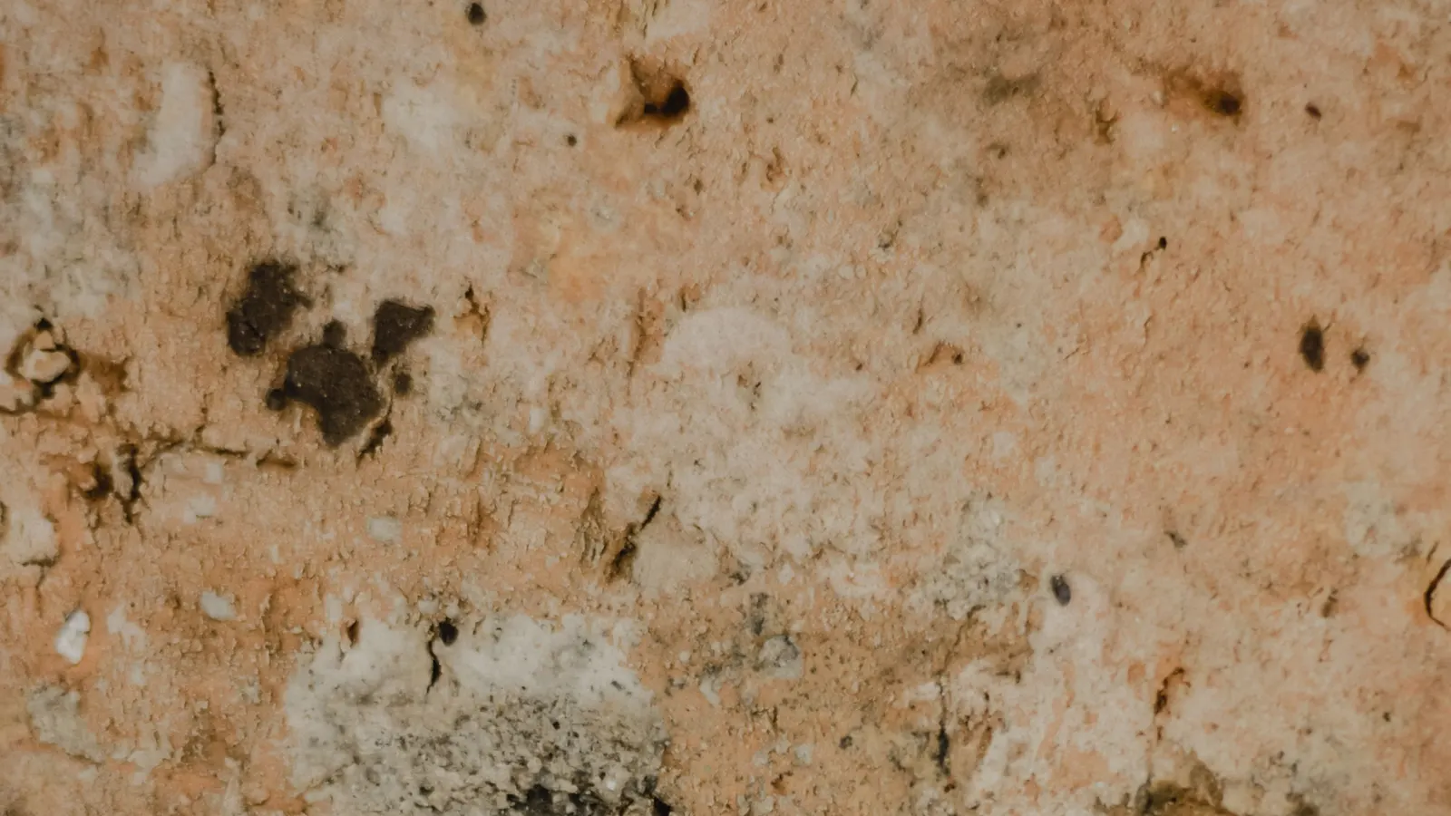 Close-up of a damp plaster wall with dark patches of mould spreading across flaking pink and white plaster