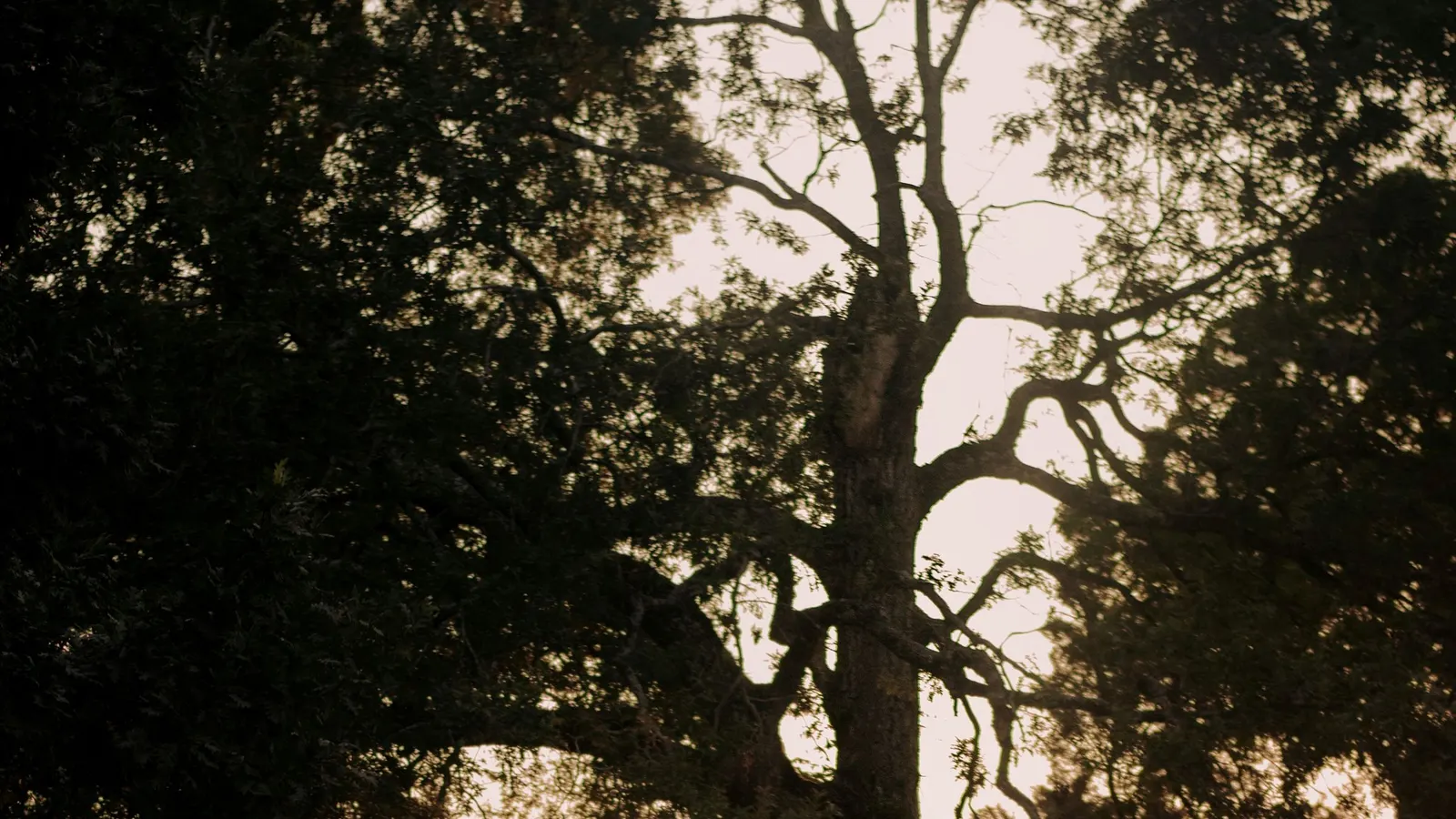 The silhouette of a large tree with a spreading crown against a pale evening sky